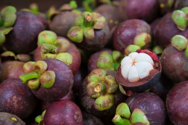 mangosteen