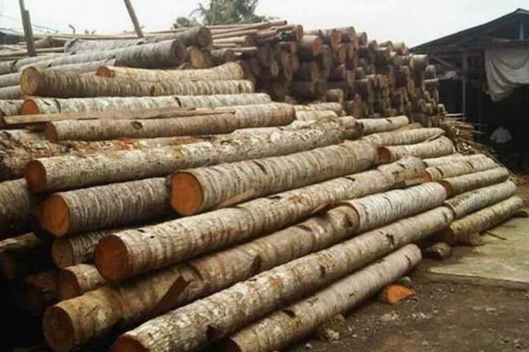 Indonesia : the World’s Largest Wood Collection | NIF Internasional