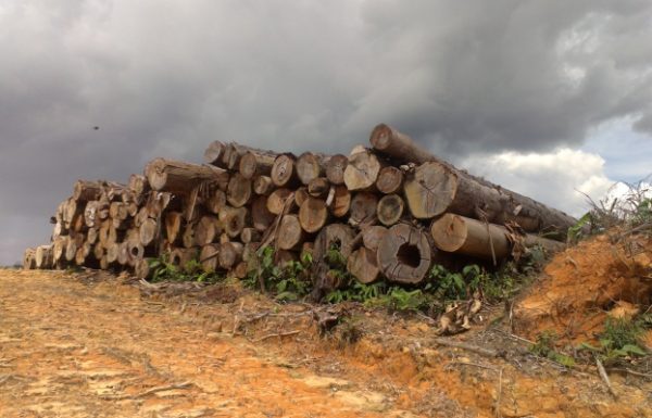 wood timber export 2