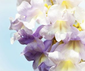 Featured image for Unique Benefits of Paulownia for Your Next Project